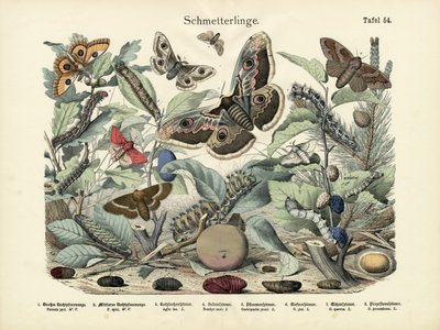 Butterflies by German School